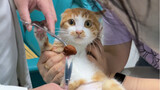 Bác sĩ: Hiếm khi thấy một con mèo biết quan tâm như vậy