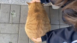 Cat: Distance creates beauty, please stay away from me