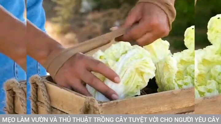 cách làm vườn và thủ thuật trồng cây tuyệt vời