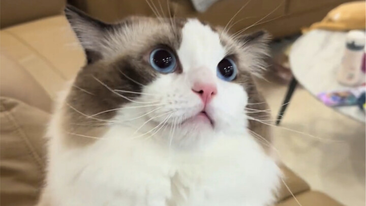 แมว: คุณทำอะไรน่ะ-