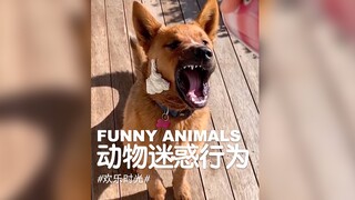 حيوانات مضحكة | سلوكيات حيوانات مربكة
