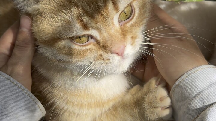 Pure duck is the best in the world!