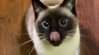 Bos sangat penasaran meong