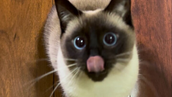 老大窝很好奇喵