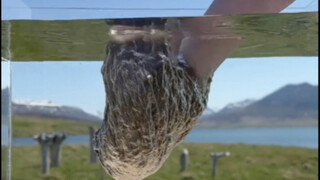 Why is Icelandic goose down so expensive!