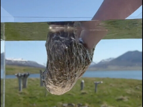 Tại sao lông ngỗng Iceland lại đắt đỏ đến vậy!