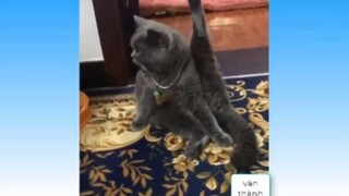 [new]_13-Động-Vật-Vui-Nhộn-Hài-Hước-Tổng-Hợp