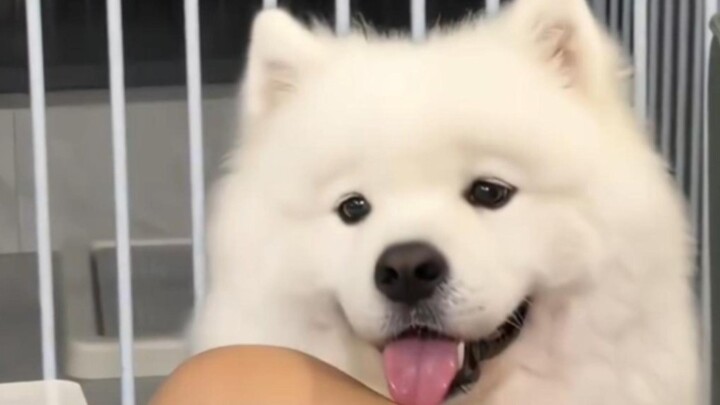 "Cuteness can’t fill your stomach, but Yeye can!"