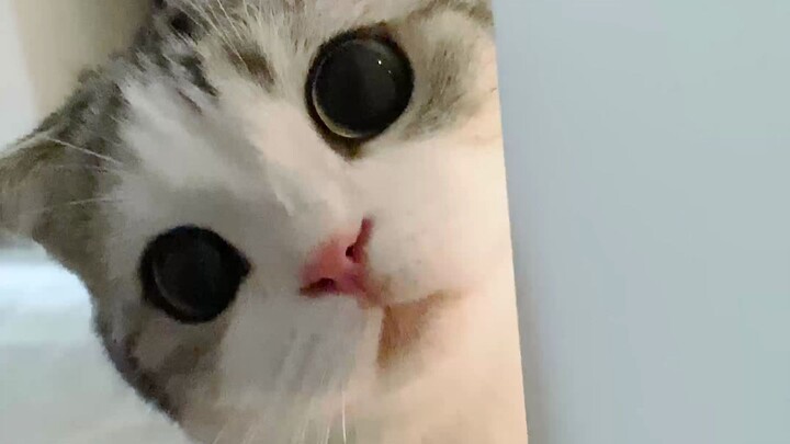 Bạn đã từng thấy chú mèo con dễ thương đến mức đốn tim thế này chưa?