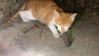 [Cat Catches Mouse 7] The 7th mouse caught by my rural cat! Thumbs up for the Chinese cat!