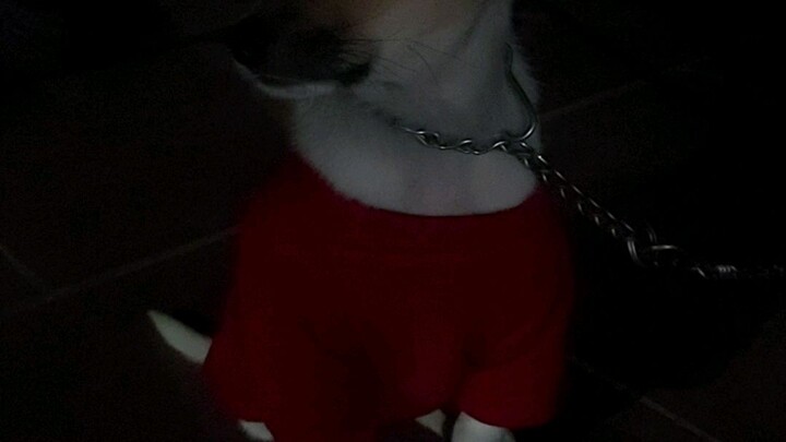 dog full