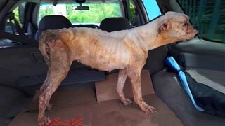 Skinny PitBull Starving Abandoned Under Bridge Amazing Recovering After Being Rescued