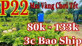 🔴 Hết Hàng 🔴 Mai vàng chơi tết p22 | Mai Vàng Giảo Thủ Đức Giá rẻ 5c 400k _ 3 cây 400k Bao Ship