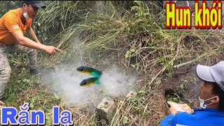 Hun Khói Vào Hàng Ổ Phát Hiện Bất Ngờ Rắn Khổng Lồ Vàng | Đại Vùng Cao