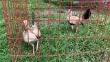Sweetness Grey pullets going to Dumaguete