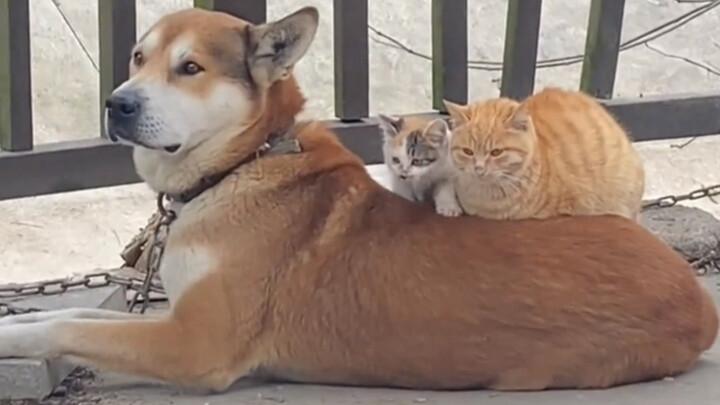 “Kucing: Sarang emas sarang perak tak sebaik sarang anjing sendiri”