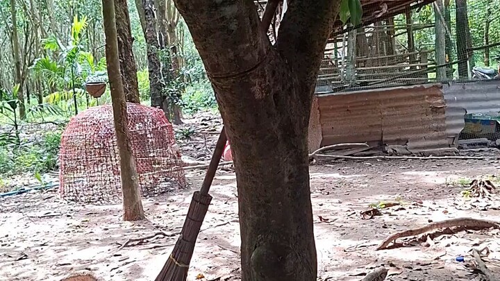 nature