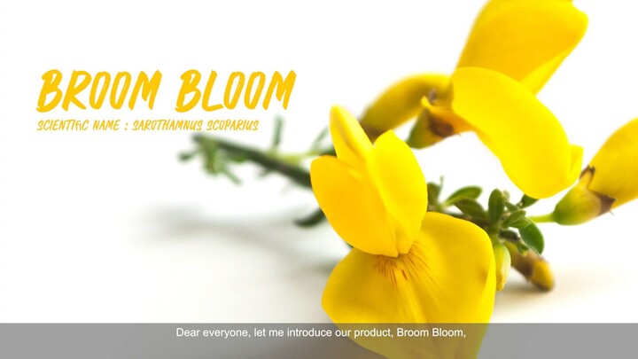 Broom Bloom (ENG)_TSOC
