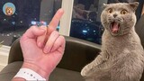 Try Not To Laugh - Funny Cat Reaction! MEOW