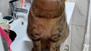 Kucing di rumahku sangat takut air saat mandi, bahkan saat aku mandi dia juga sangat khawatir. Apaka