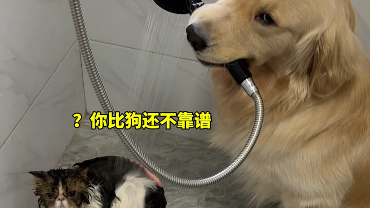 การอาบน้ำให้แมวก็ต้องให้หมาทำสิ!