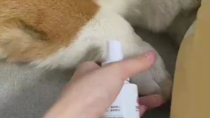 Anjing: Jangan terus-terusan menyentuhku, menjengkelkan sekali