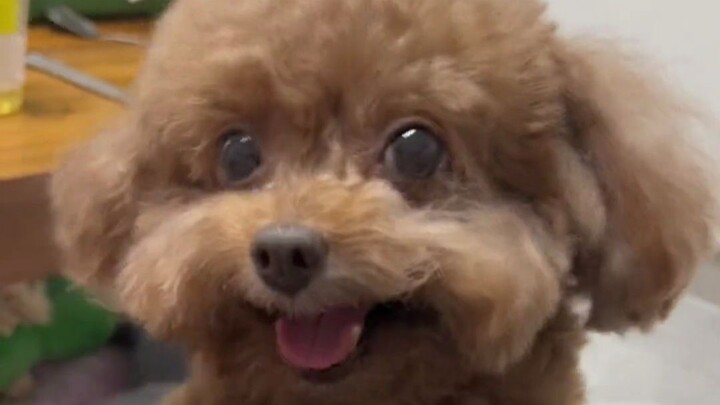Teddy isn’t a dog after all