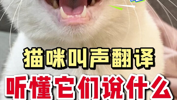 Decoding Cat Meows: Understand What They’re Really Saying!