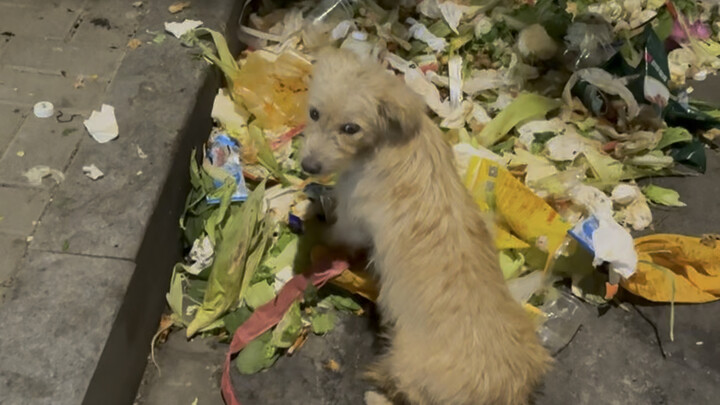เก็บสุนัขได้ข้างถังขยะ ไม่คิดเลยว่าในท้องอาจมีลูกสุนัขอีกด้วย