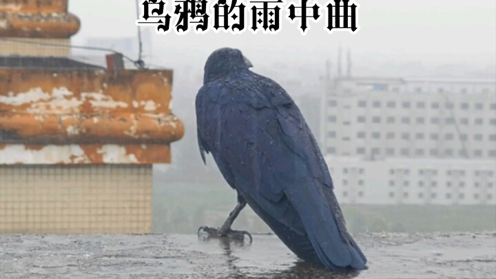 The Crow’s Rainy Melody