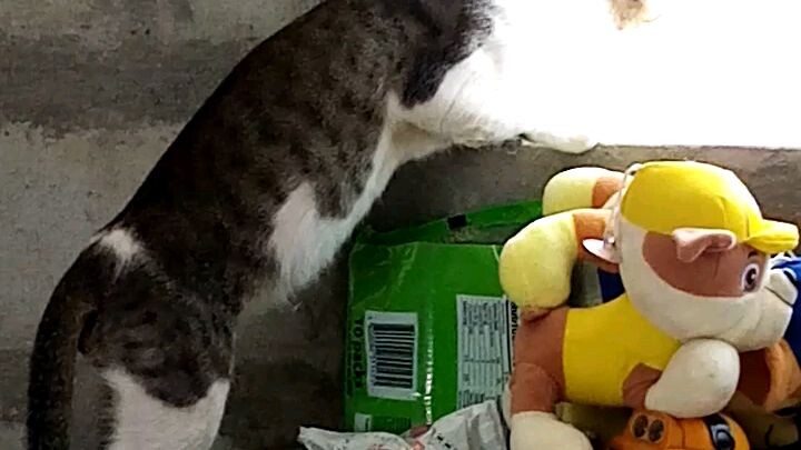 viewing cat
