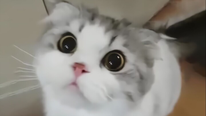 “Brute Dies in Just Three Seconds”