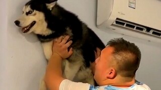 【Funny Pets】Husky: Is My Owner Praising Me for Taking Apart the House?