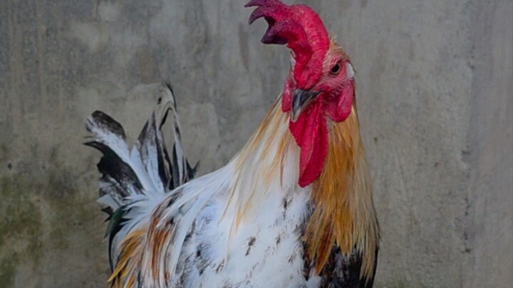 Doble kara / halfsider #birds #wildlife #nature #animals #rooster #cute #shorts #ytshorts