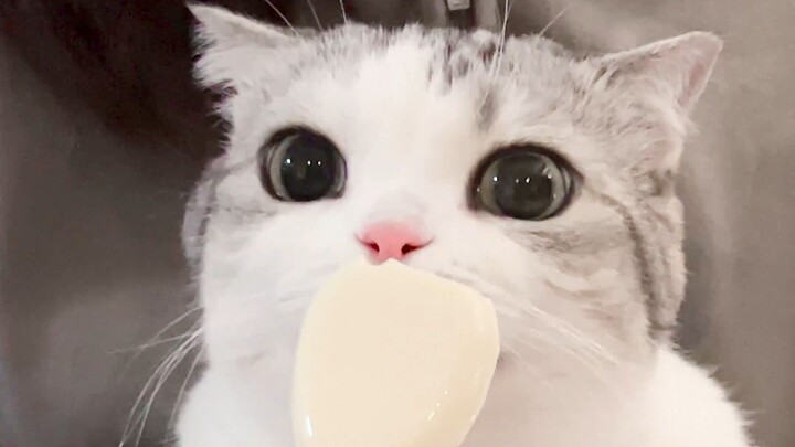 جربت أعطاء هريرة عصا الجبن، فقالت: حتى الكلاب لا تأكلها!