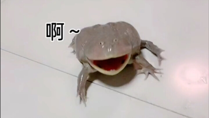 Holy shit, this toad is actually talking like a human…