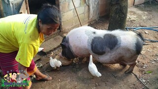 🐷ตื่นเช้าก็หิวแล้วน้องรวยหมูอ้วน🐖