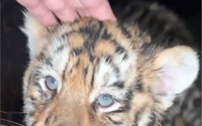 The tiger cub getting petted for the first time is already gazing off into a daze~