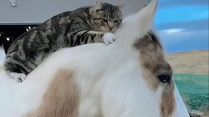 Kindness Among Animals