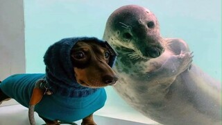 Try Not To Laugh With These Funny Pets 😂 - Funniest Animals