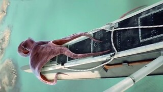 人类放屁也能崩死动物？盘点动物在城市的离奇死法，堪比死神来了