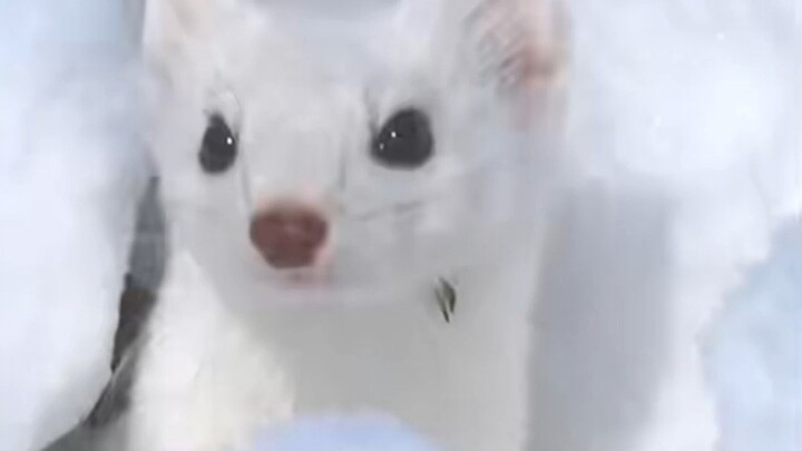 Musang ferret: Pasti ada yang tidak beres di rumah ini!