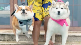 Corgi swimming vs. Husky swimming