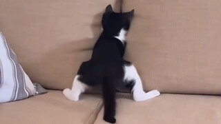 奶牛猫就是神经病！