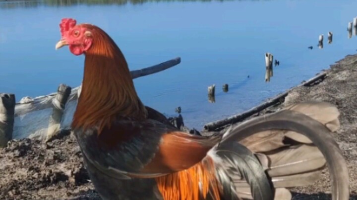 Boston X Seek air blues Flex lang