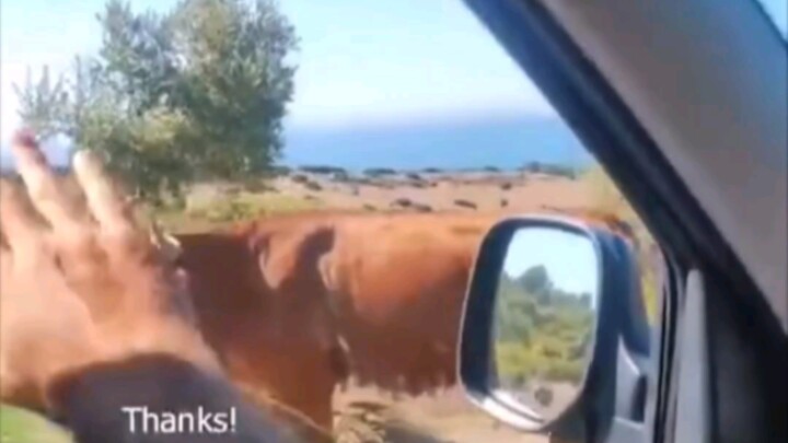 Teaching you how to communicate with animals