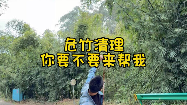 Membersihkan bambu yang hampir tumbang