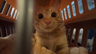 Mèo con làm gì khi ở trong hộp hành lý trên máy bay?