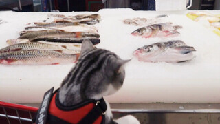 【Animal Circle】Exciting! Cat seeing live fishes for the first time.