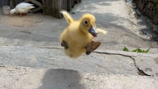Bebek Terbang